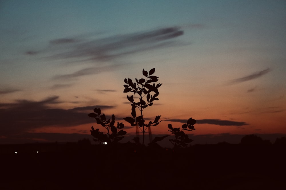 silhouette of trees