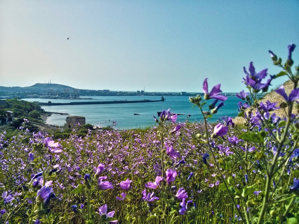 purple petaled flower near body of water