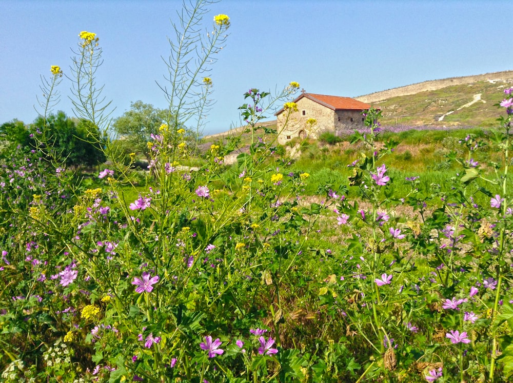 purple flowers near house during daytime