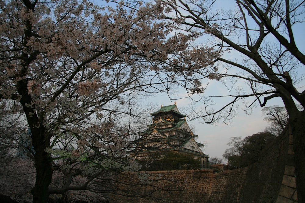 shallow focus photo of white tree