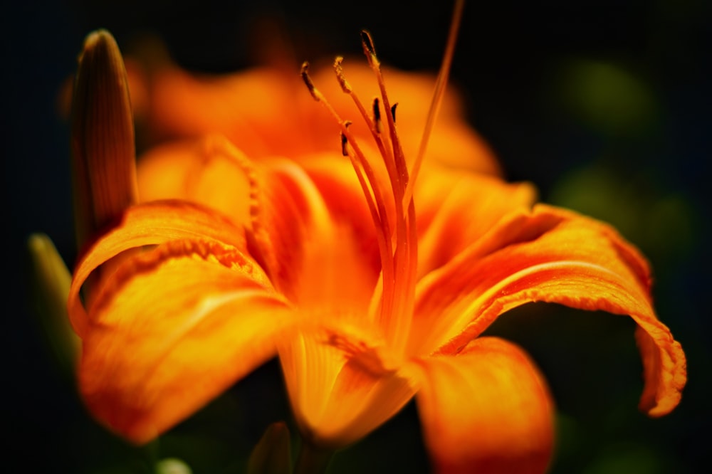 selective focus photography of orange flower