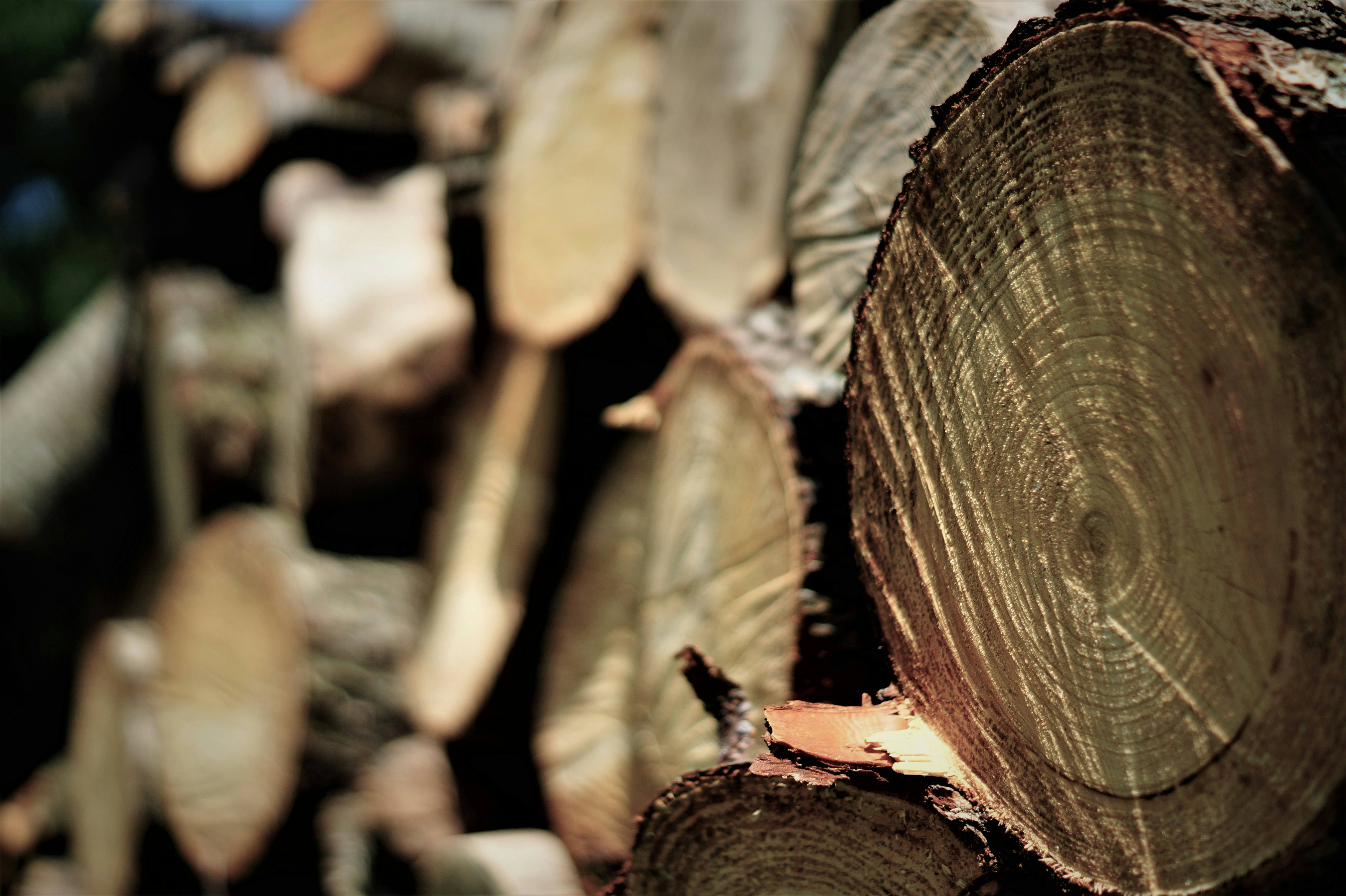 Photo by fletcher_pride