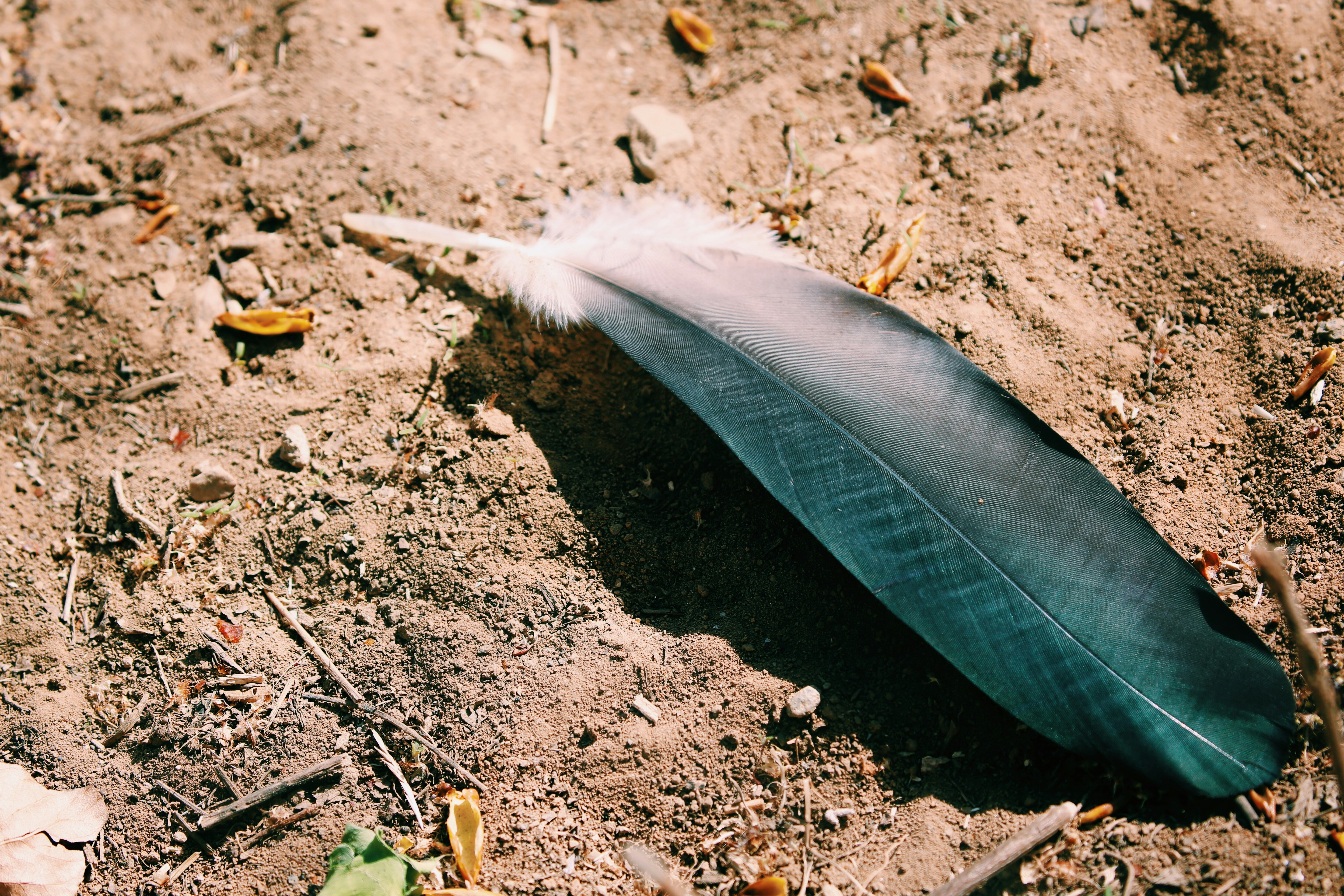 black and white feather