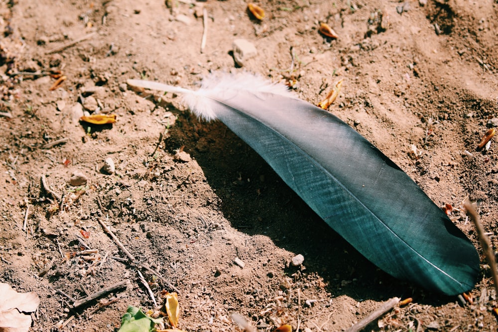 pluma blanca y negra