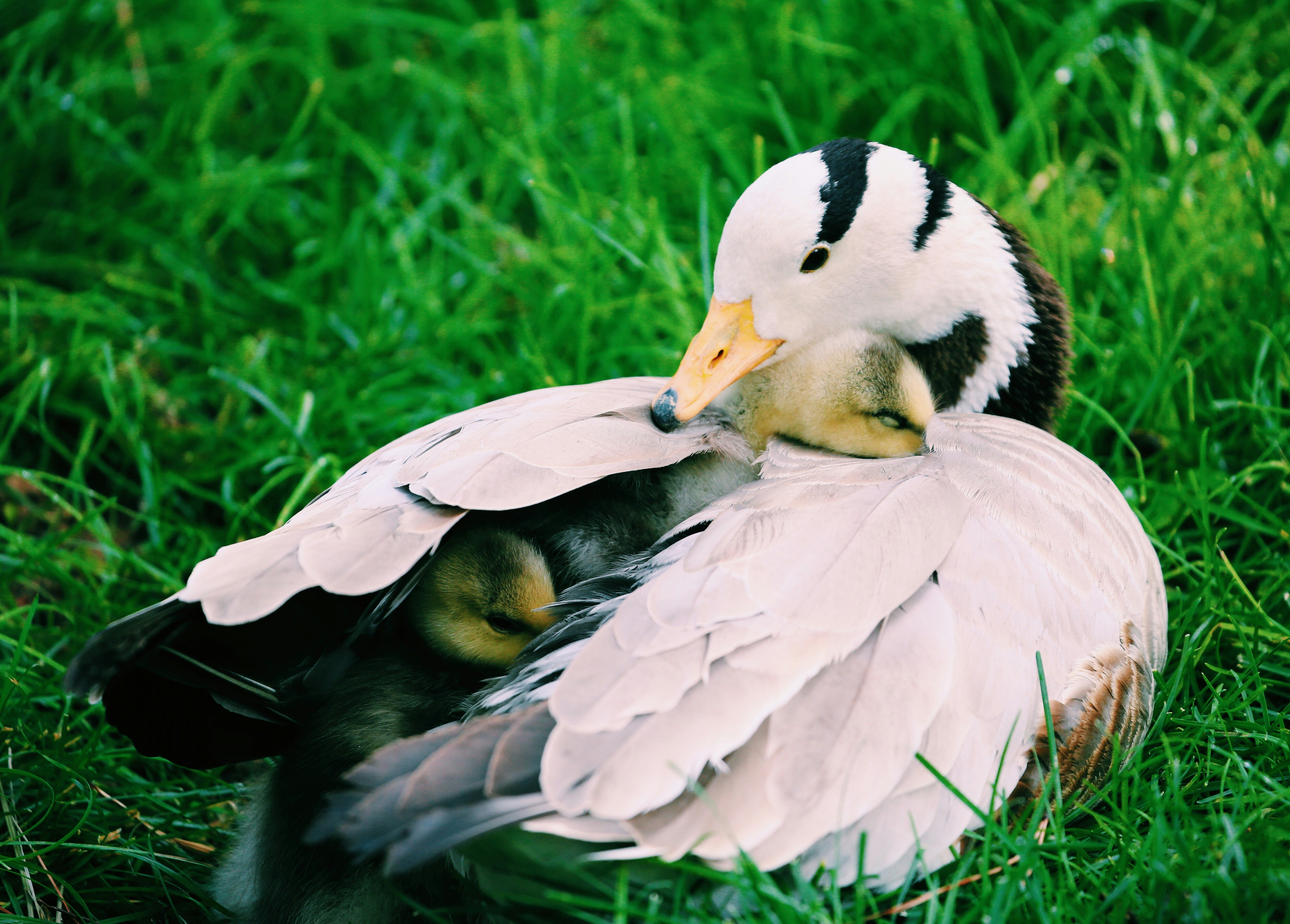 white duck with ducklings