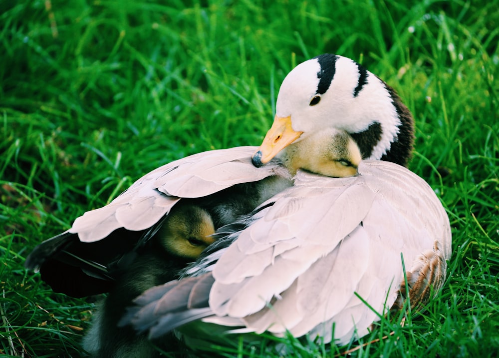 white duck with ducklings