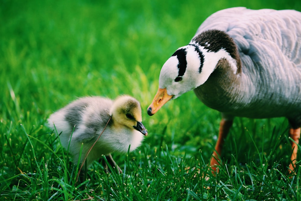 white and gray goose