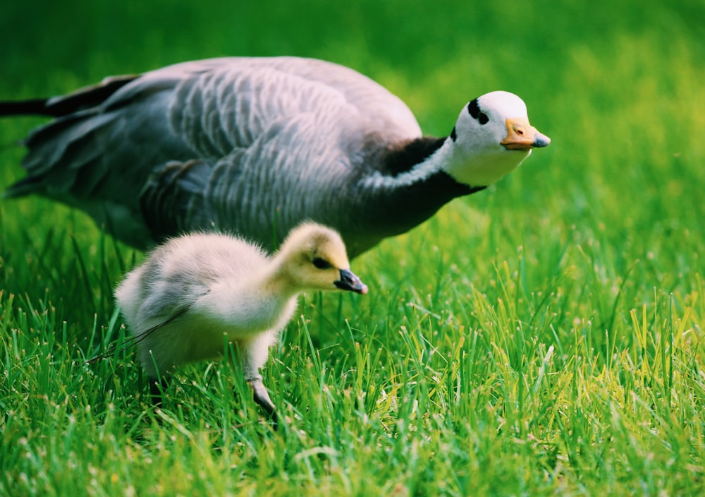 peafowl and chick walking on grass