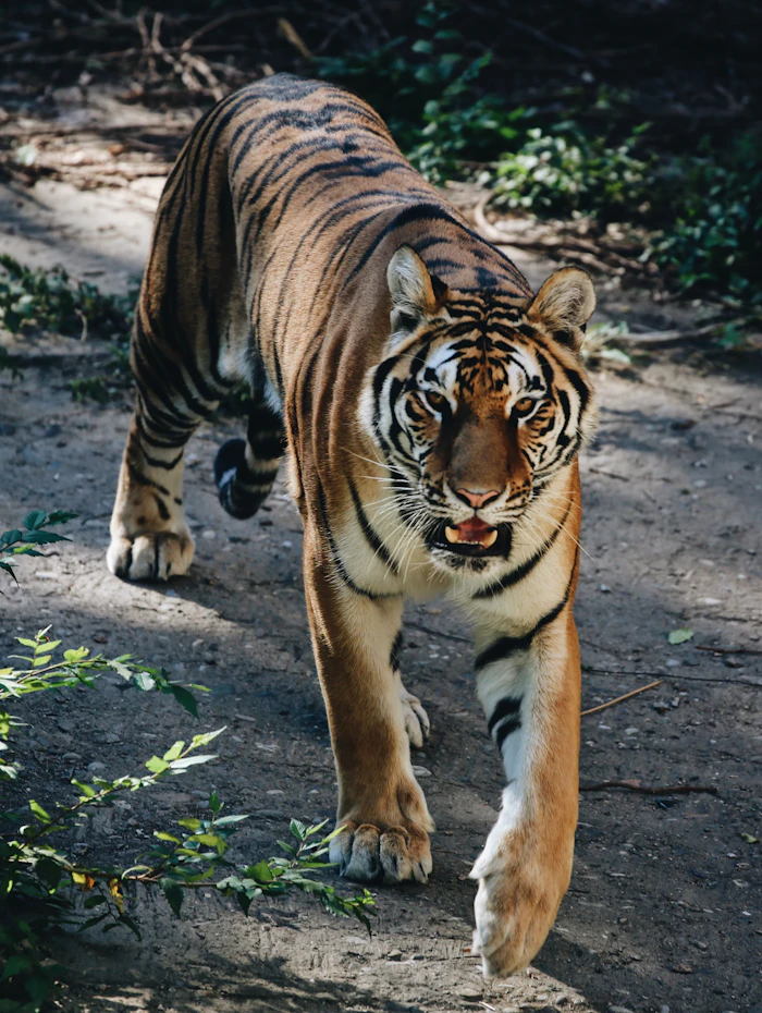 Ustad, the powerful male tiger