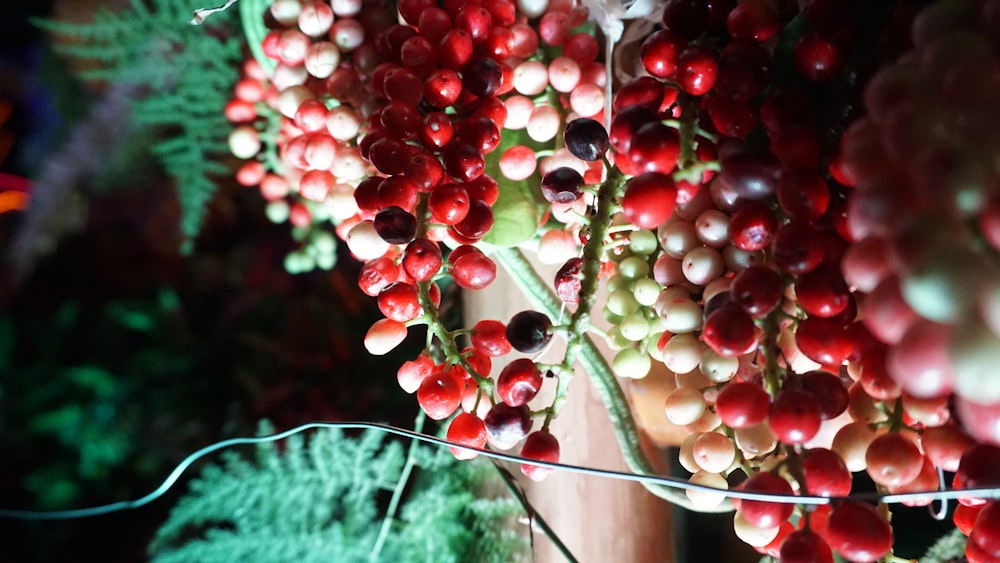 red and white fruits