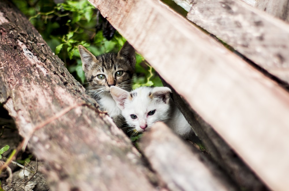 Flache Fokusfotografie von zwei Katzen