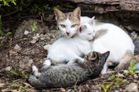 white cat with kittens