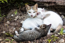 white cat with kittens