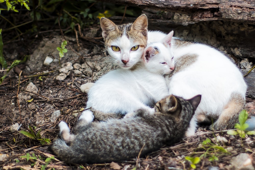 weiße Katze mit Kätzchen