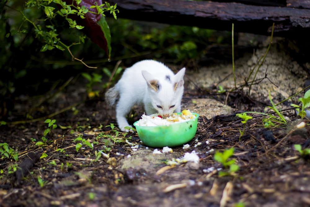 white cat eating on green bowl