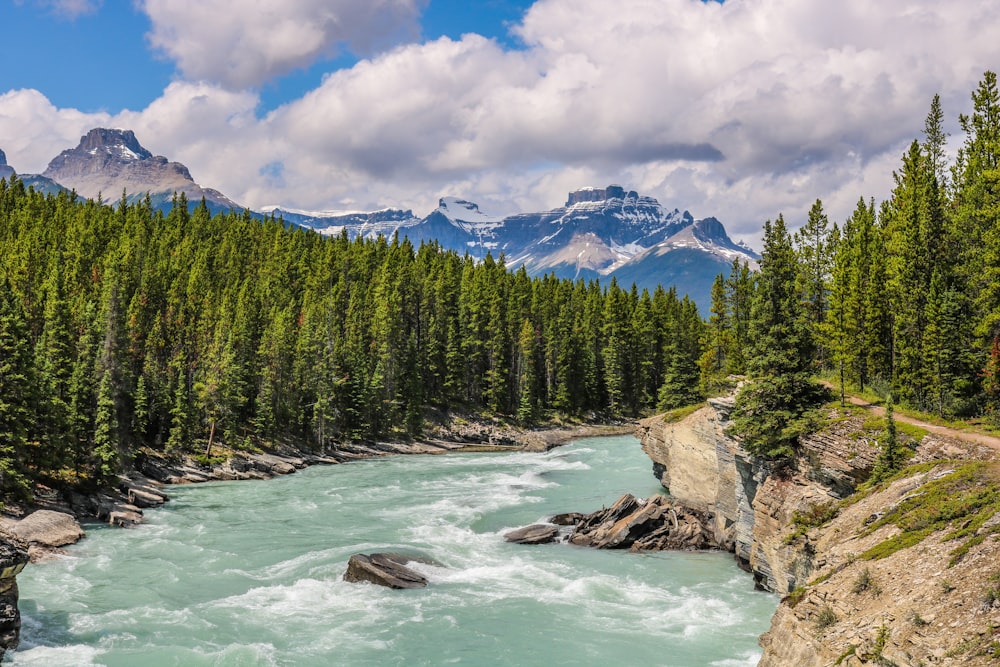 pine trees beside flowing water