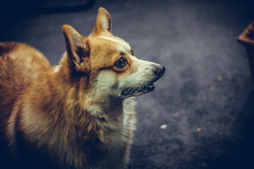 A brown and white corgi is standing against a dark, blurred background. The lighting highlights the fur and the focused gaze of the dog as it looks to the side.