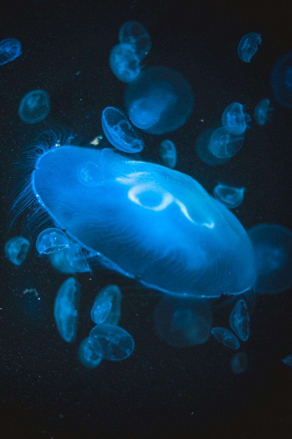 Illustrazione della medusa