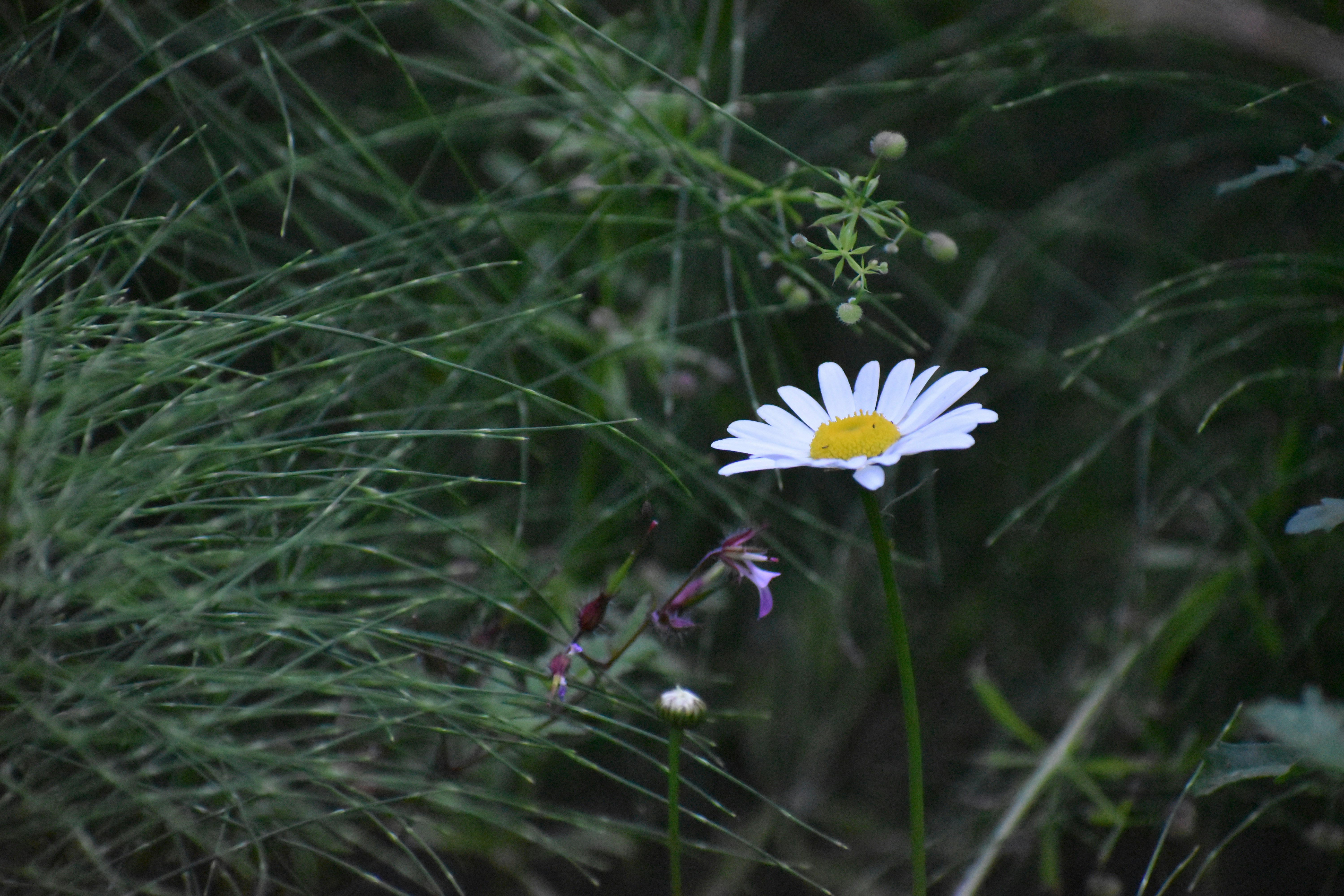 Photo by pictures102