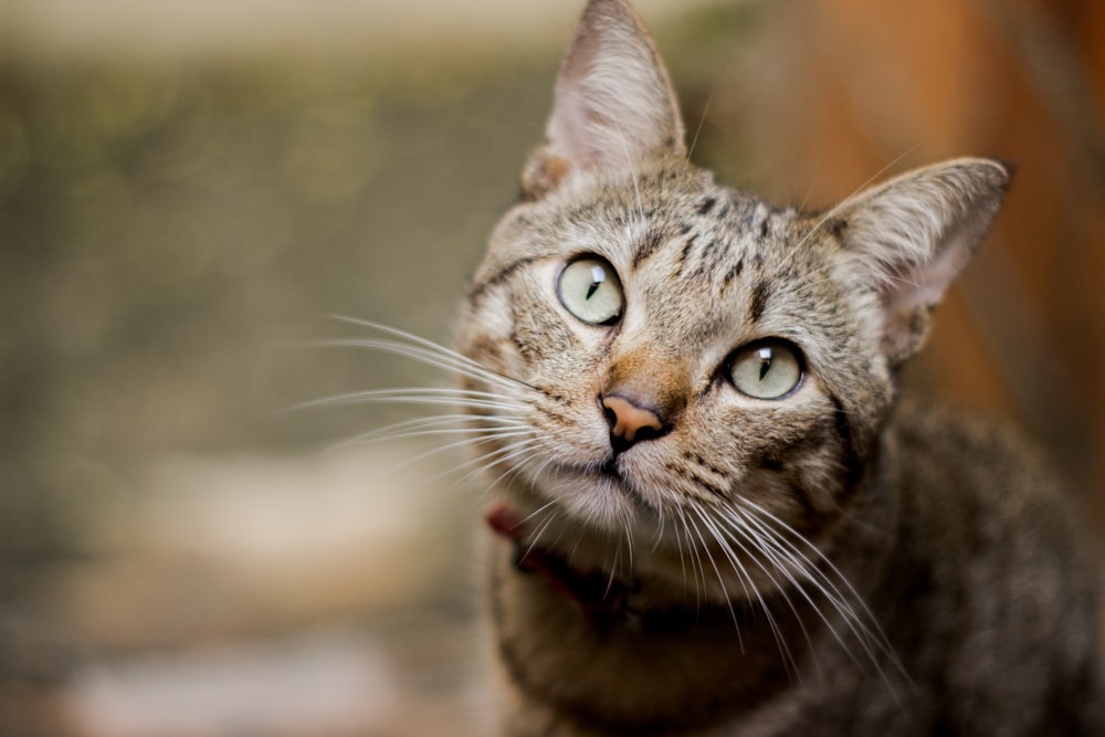 focus photography of brown cat
