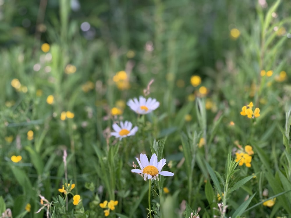 focus photography of daisy flower