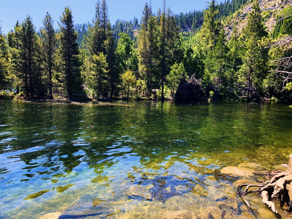 green pine trees and lake scenery