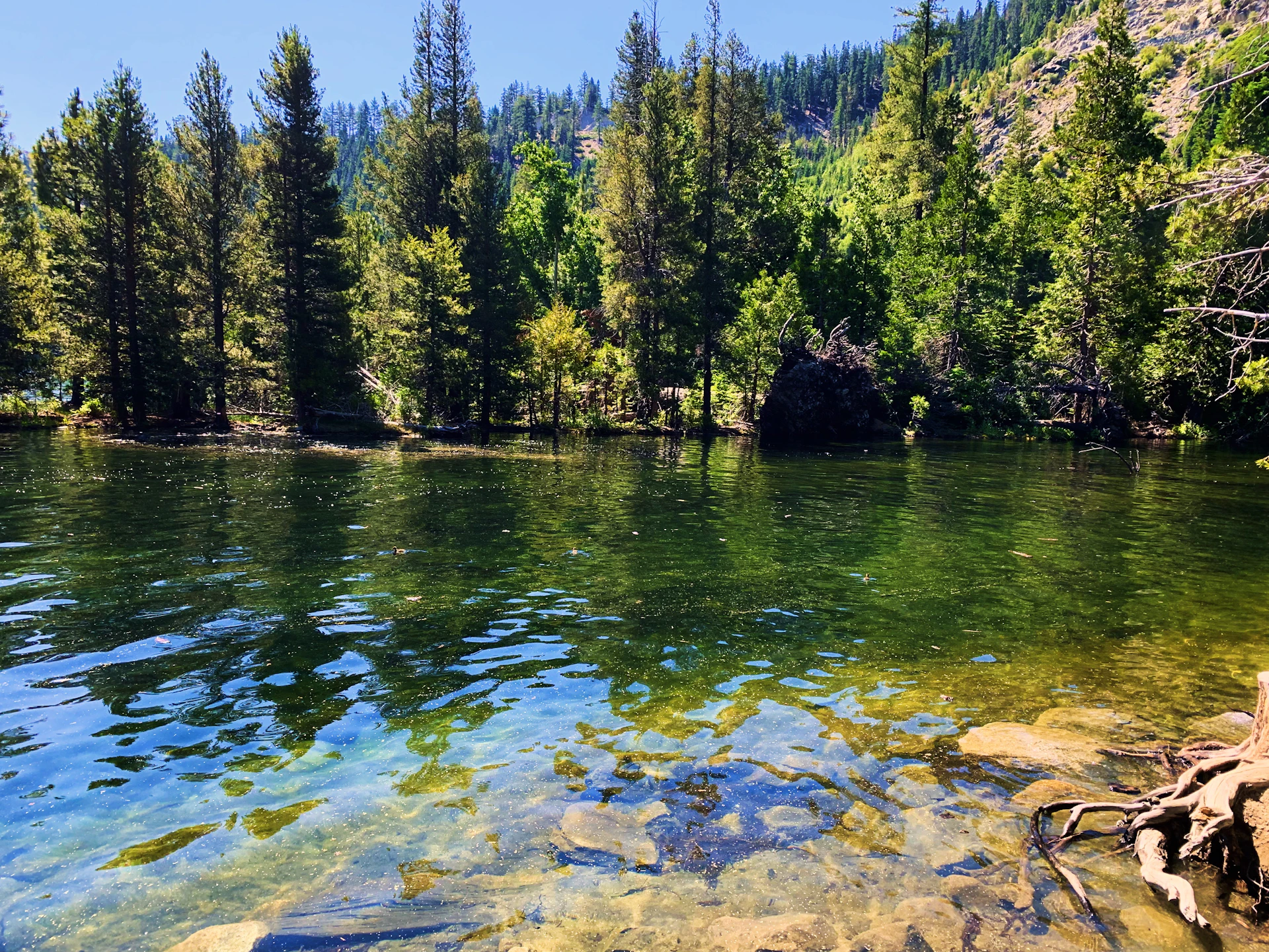 green pine trees and lake scenery
