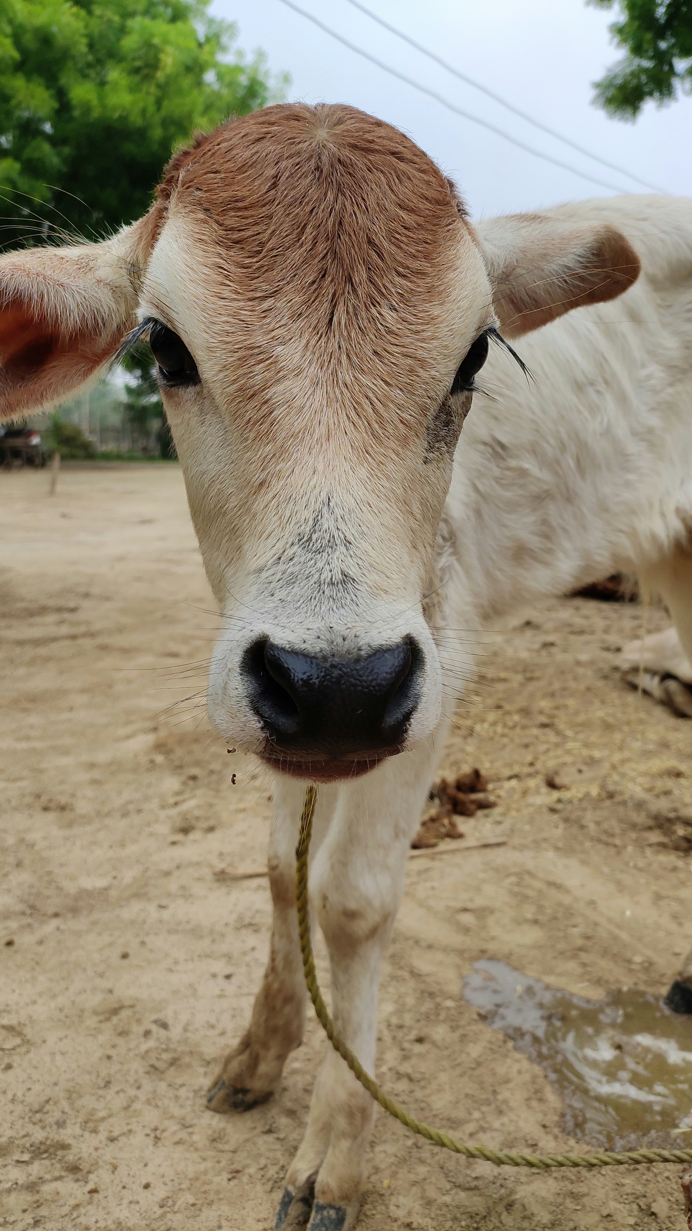 A brown and white cow standing on top of a dirt field photo – Free ...