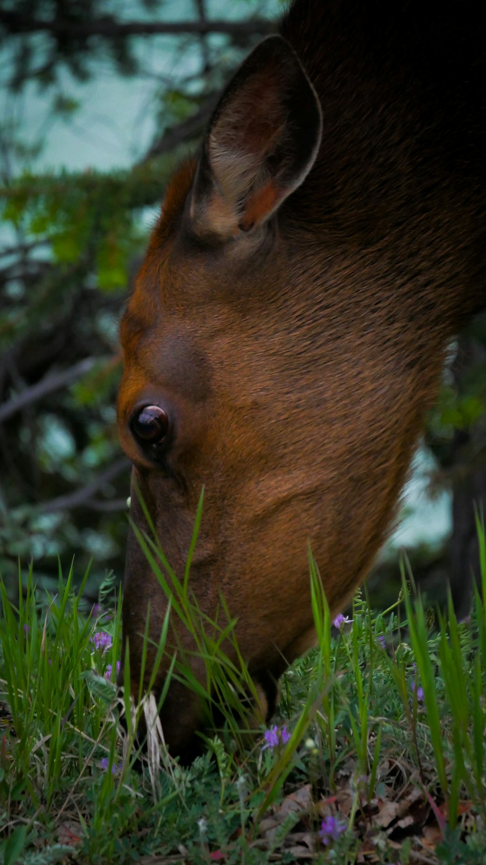 brown animal