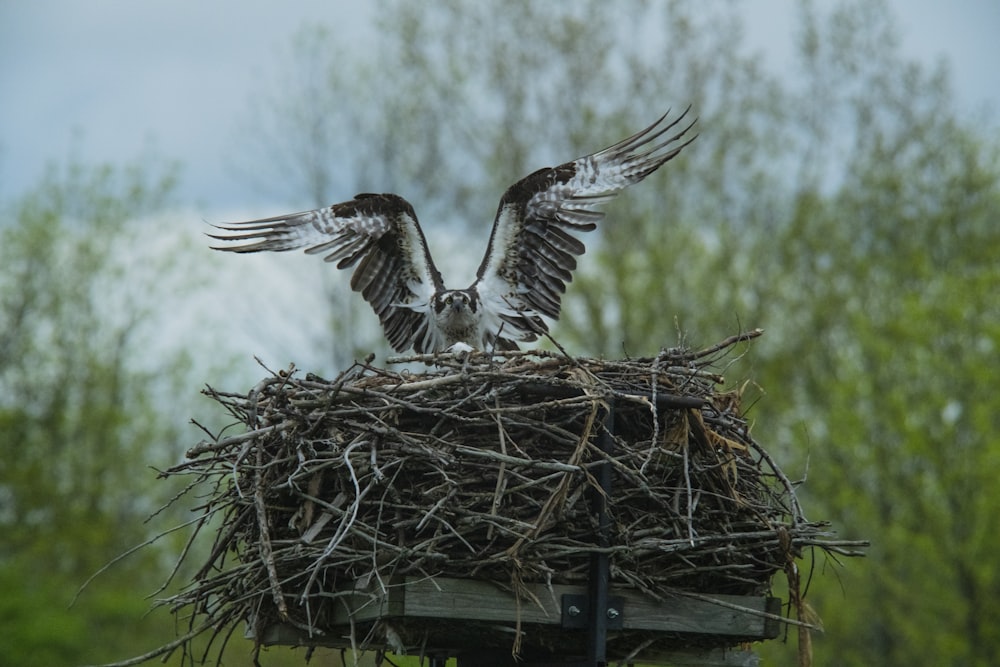 white and brown eagle on nest during daytime