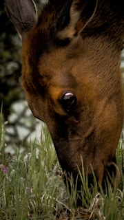 A close-up of a deer grazing peacefully in the wild.