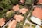 Aerial view of multiple houses with orange tiled roofs surrounded by lush green palm trees and dense vegetation. Paths and walkways are visible winding between the buildings.