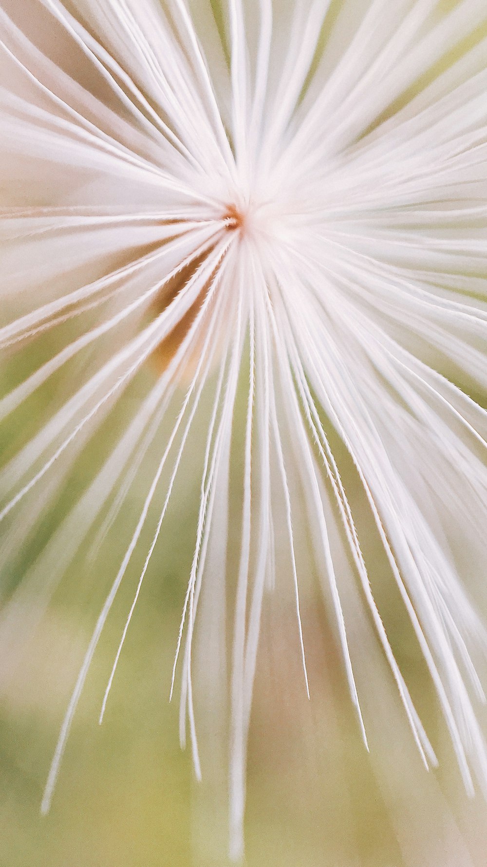 close-up photo of white flower