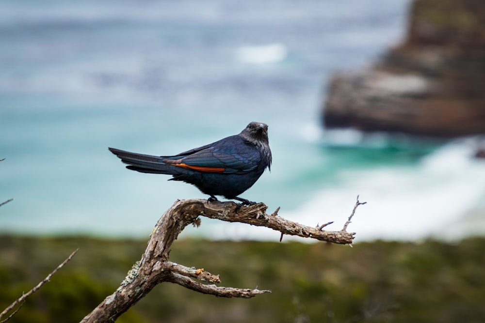 pássaro cinzento e vermelho no galho da árvore