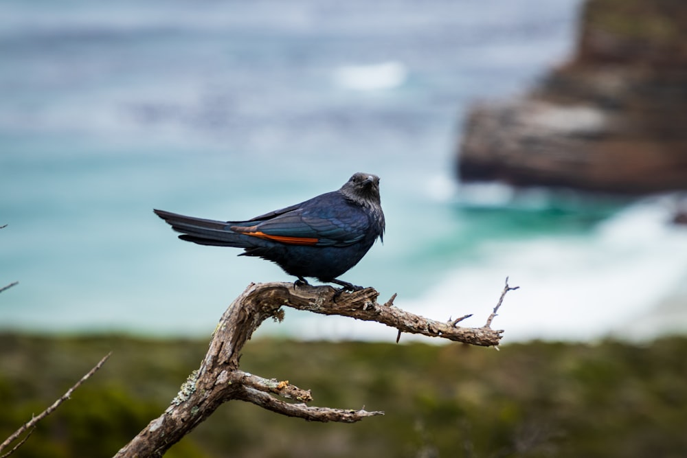 grey and red bird on tree branch