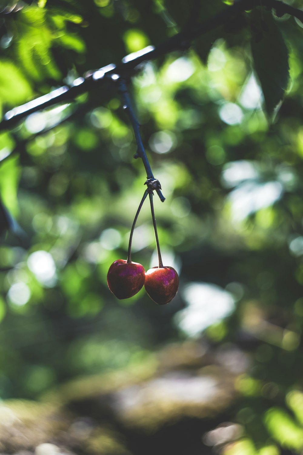 two cherry fruits