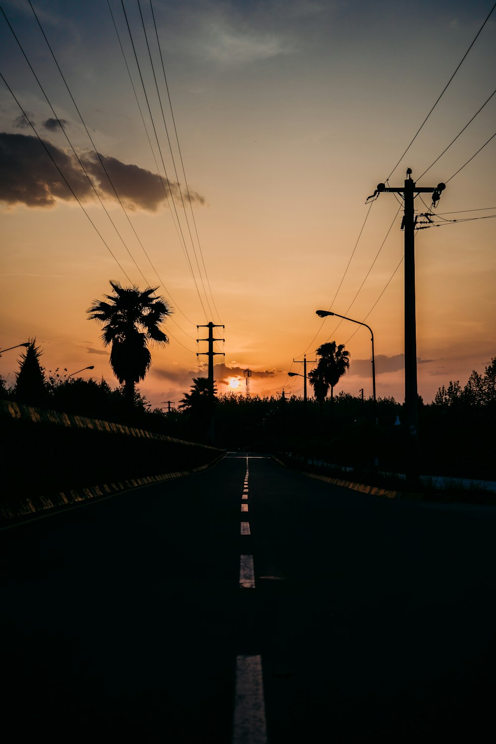 silhouette of trees near electric posts