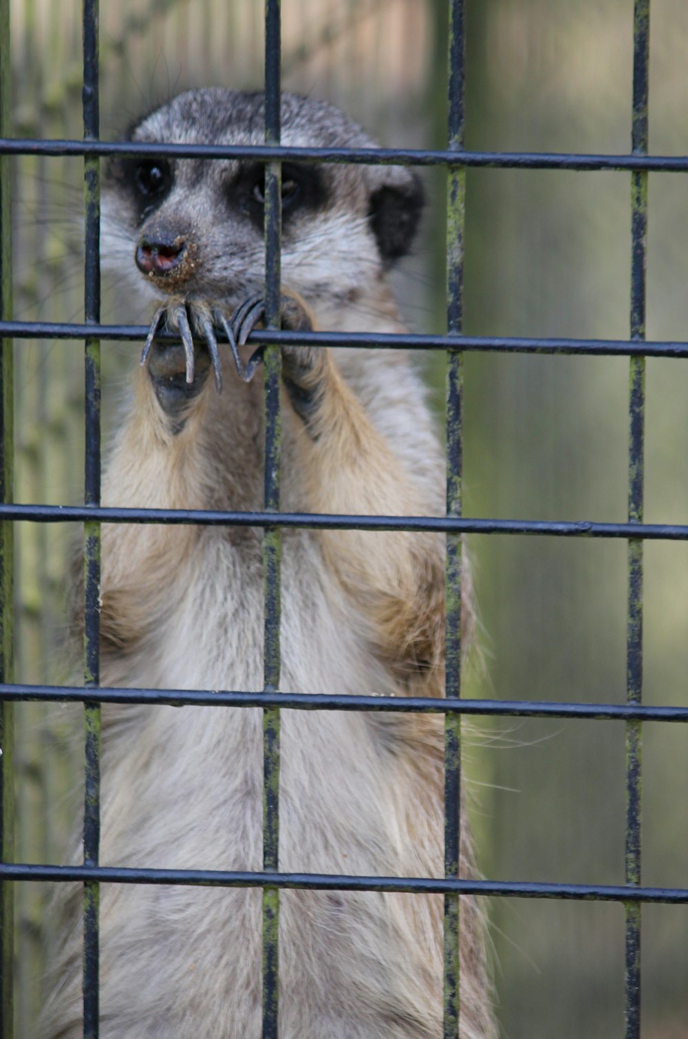 a meerkat standing on its hind legs in a cage