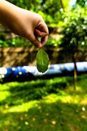 A vibrant green leaf held gently in hands under soft sunlight, symbolizing care for the environment.