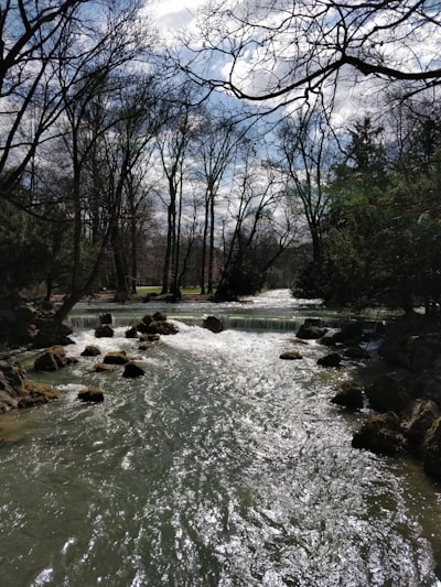 green trees near body of water during daytime