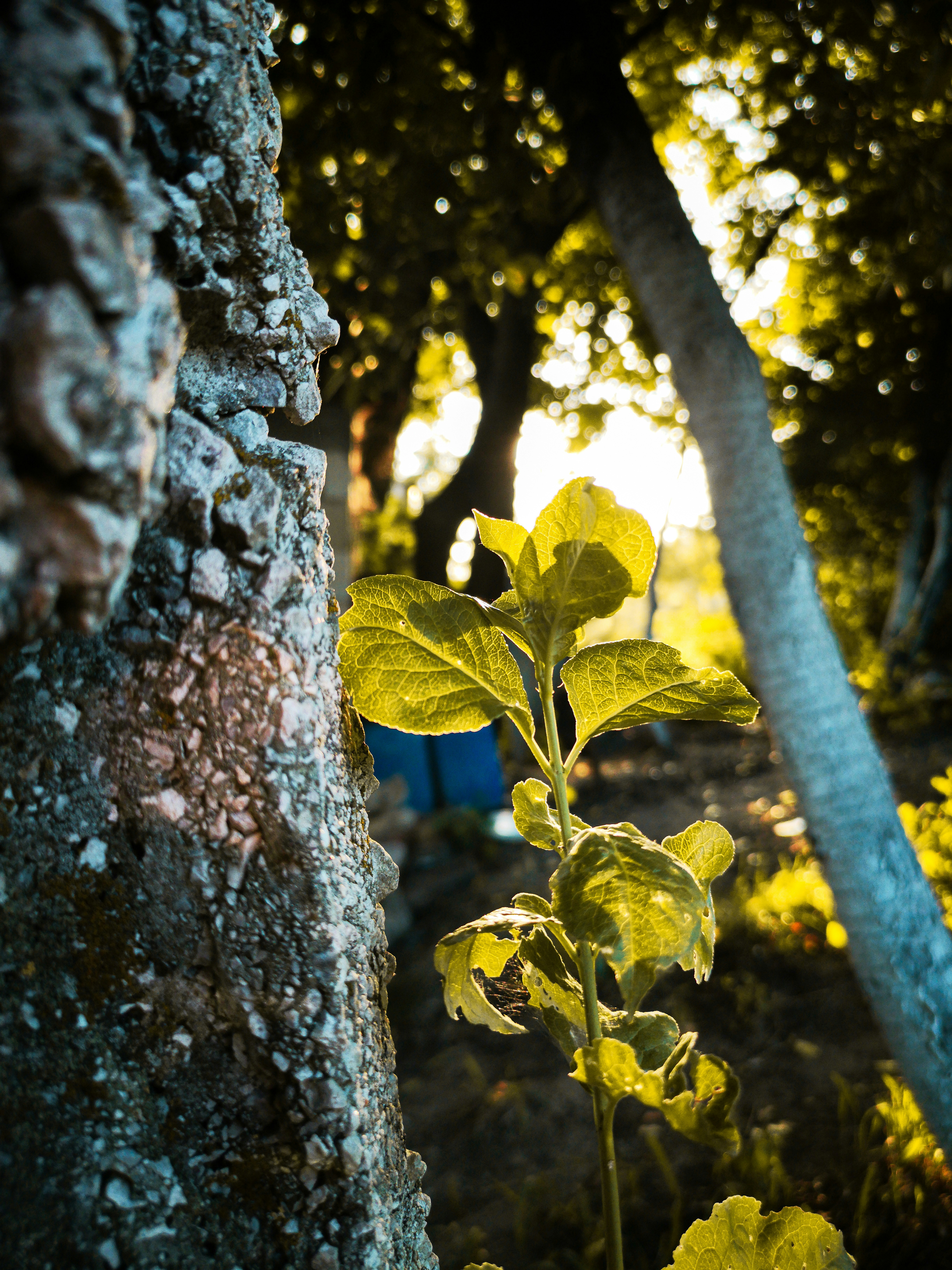 closeup photo of green leafed plant