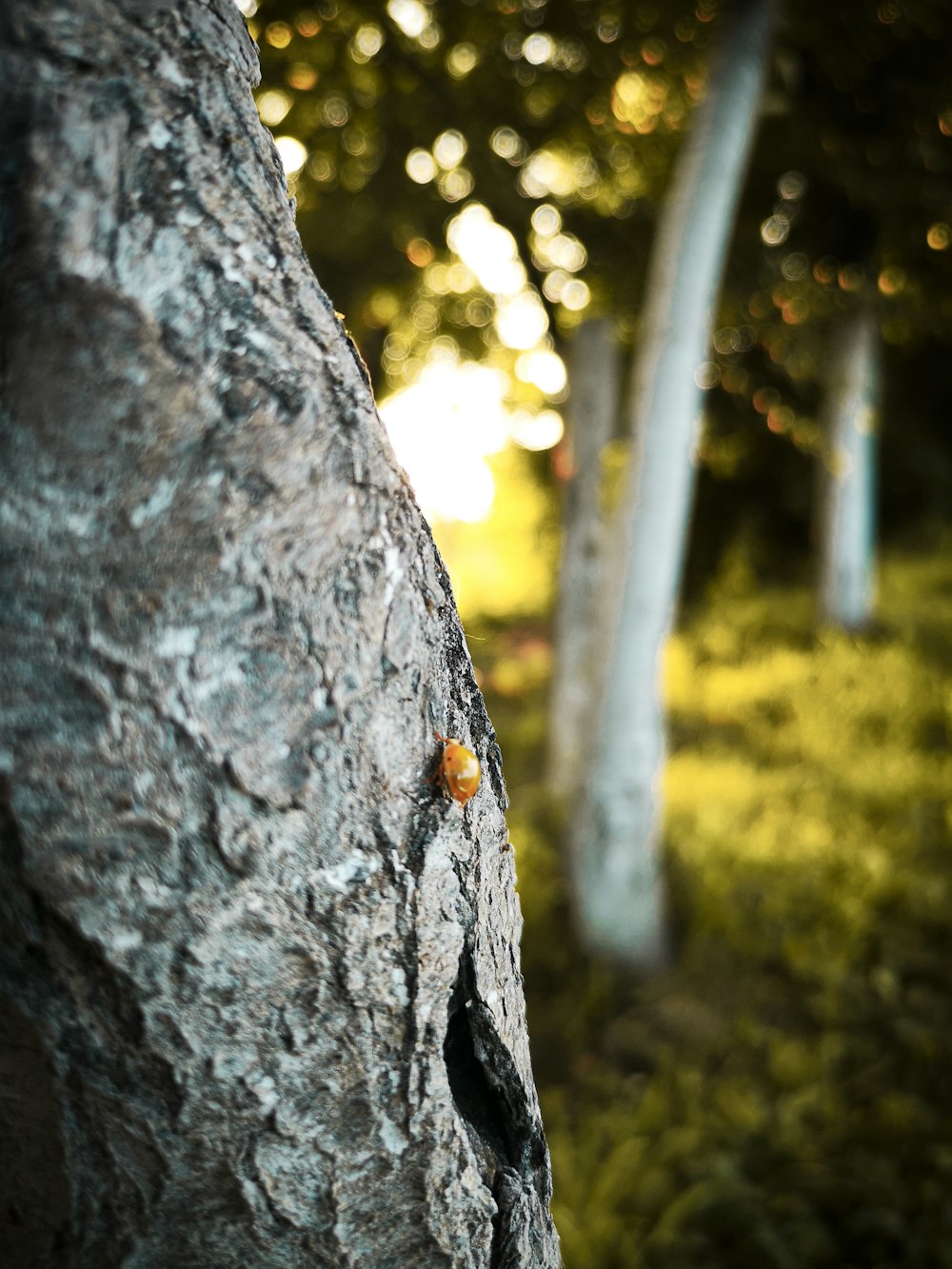 shallow focus photo of brown insect