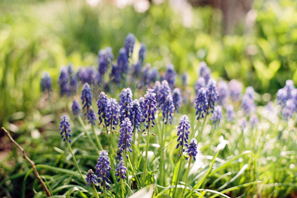 blue flower field