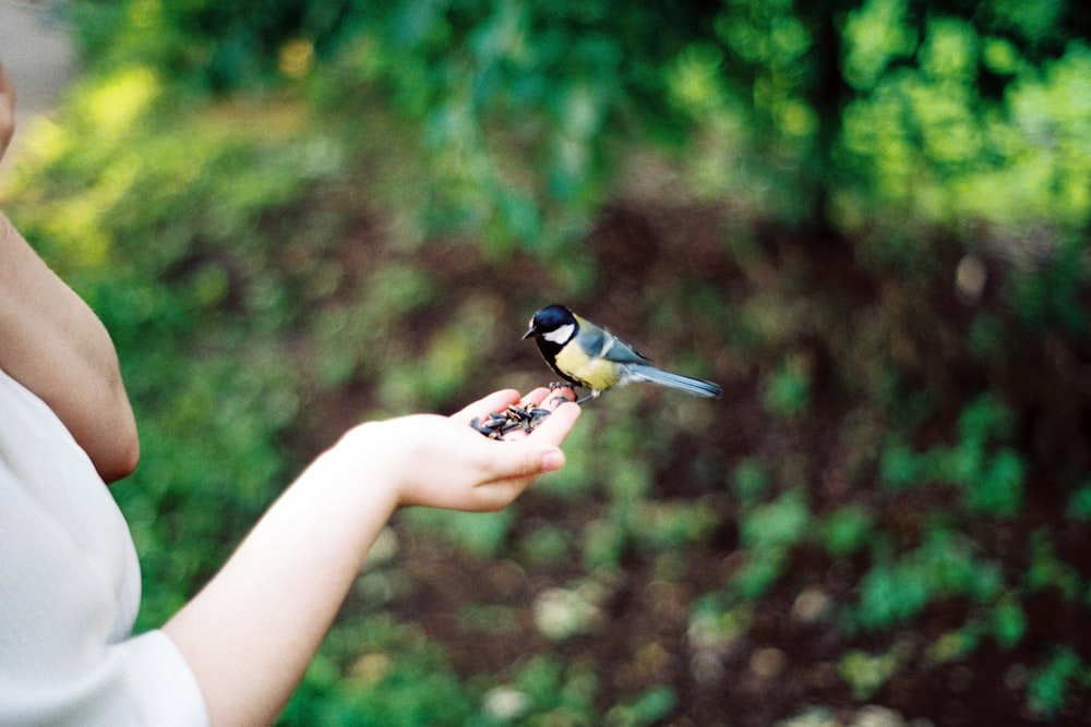 bird on person's right palm