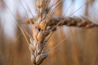 Close-up view of a wheat stalk with its grains clustered tightly together. The background is softly blurred, creating a warm, natural setting that emphasizes the intricate details of the wheat. Thin, delicate fibers extend from the stalk, highlighting its texture.
