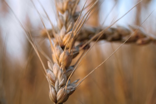 Close-up view of a wheat stalk with its grains clustered tightly together. The background is softly blurred, creating a warm, natural setting that emphasizes the intricate details of the wheat. Thin, delicate fibers extend from the stalk, highlighting its texture.