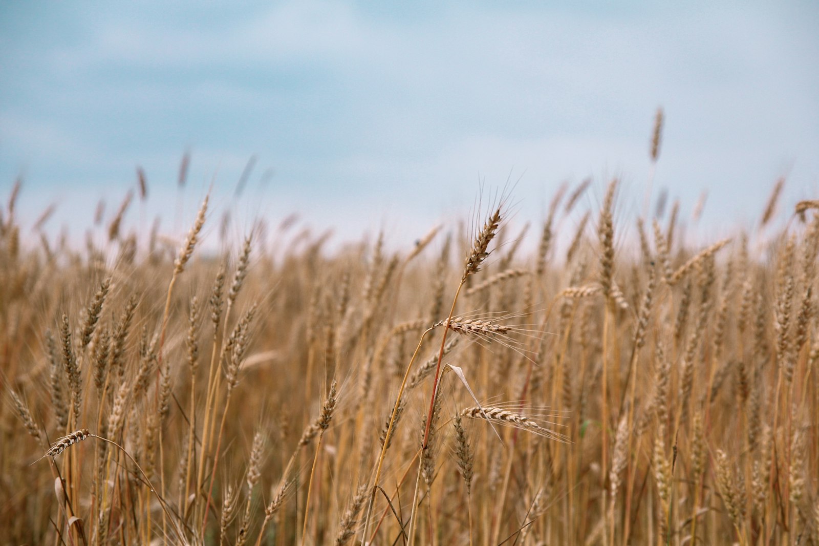 Sigma 17-70mm F2.8-4 DC Macro OS HSM sample photo. Brown grass field photography