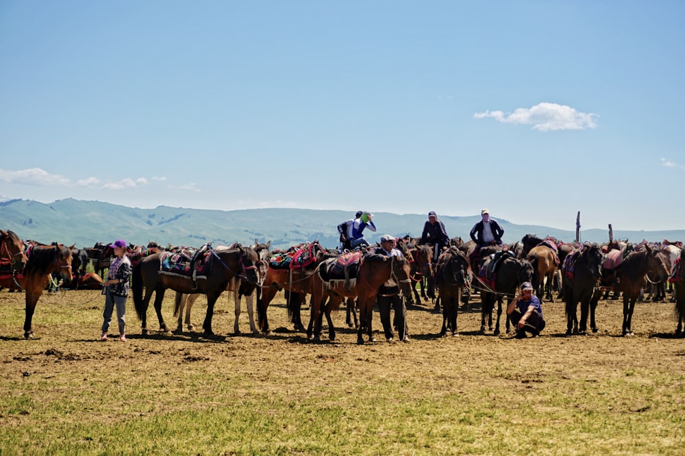 people surrounded by horse under blue sky