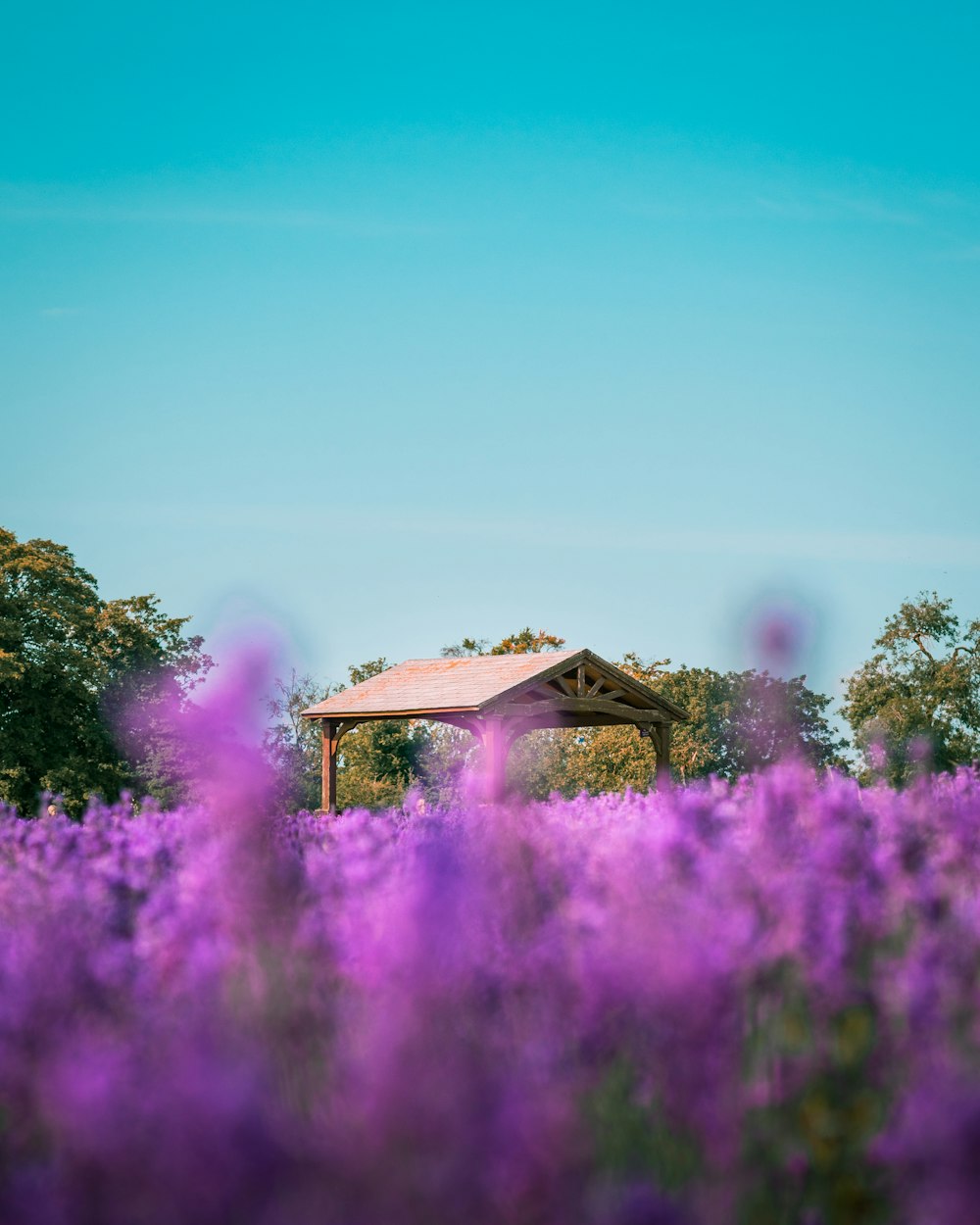 a gazebo in a field of purple flowers under a blue sky