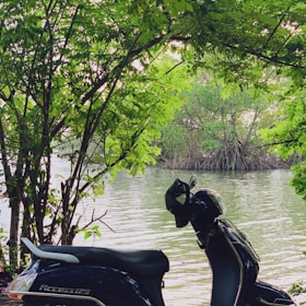 Dorado Motor scooter cruising smoothly along a tree-lined city avenue.